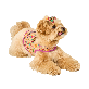full image [COCOGIO] Eco-Friendly Cork Material Dog Harness Vest